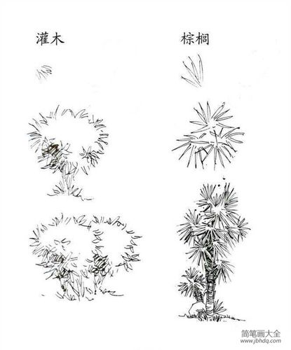 植物图片灌木和棕榈简笔画画法