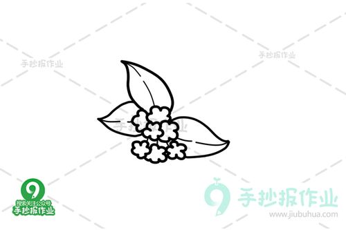 桂花简笔画