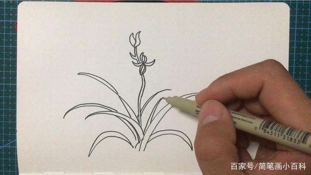 简笔画兰花画简单好看的画法记得收藏哦