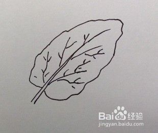 简笔画教程青菜的叶子怎么画如何画青菜叶子