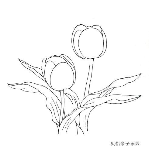 牡丹花含苞未放简笔画