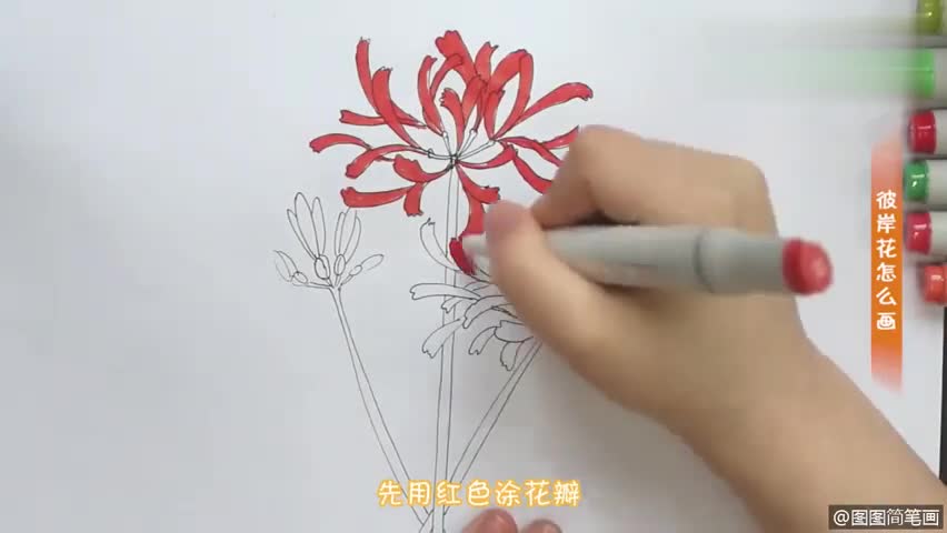 彼岸花简笔画怎么画4个视频