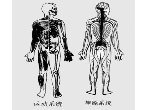 人体八大系统简笔画