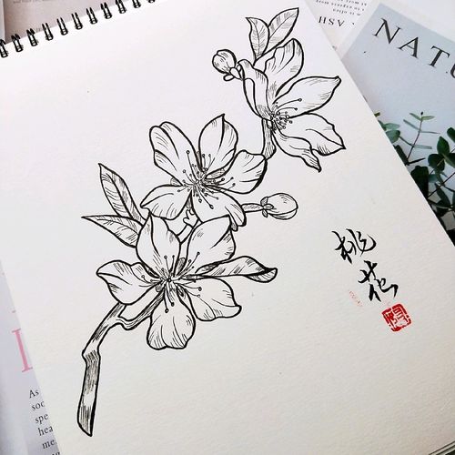 小清新玉兰花黑白手绘古风简笔画手稿