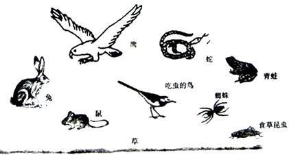 草虫鸟食物链的简笔画