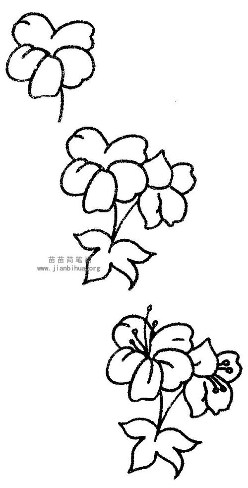 凤仙花简笔画图片与知识