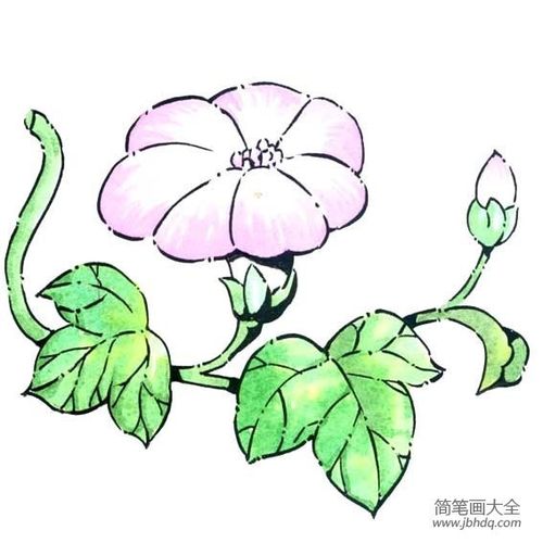 早上的花有什么简笔画