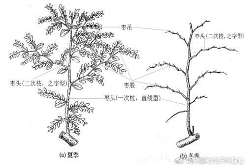 手绘 线稿 600413华少作文比赛投稿作品我家的枣树林国画 简笔画 手绘