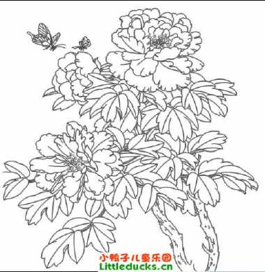 关于牡丹花的手抄报  手绘牡丹花铅笔画 关于蝴蝶 牡丹花简笔画大图