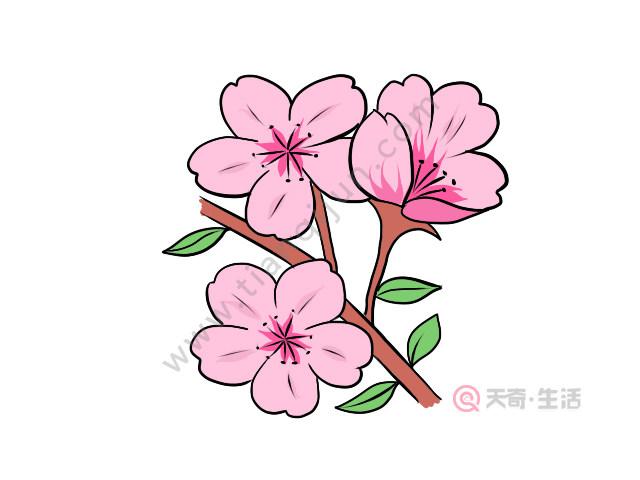 樱花简笔画 樱花的画法简笔画