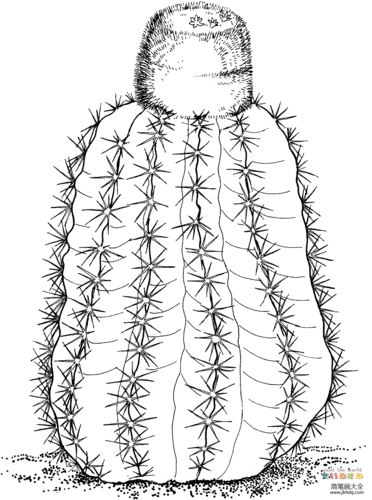 仙人球简笔画图片