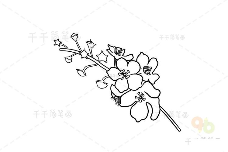 白色毛蕊花简笔画步骤图