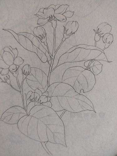 简笔画茉莉花画个简笔画文化绘画