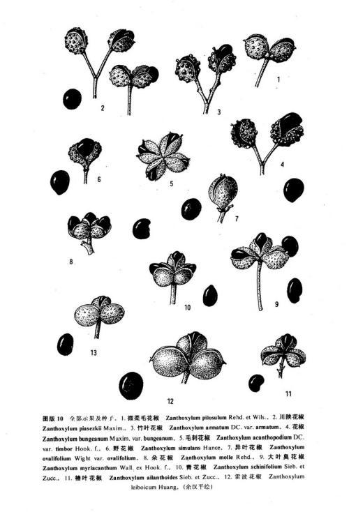 卡通花椒简笔画