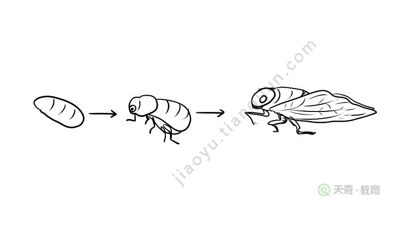 知了从卵到幼虫的简笔画