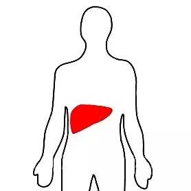 肝胆肠简笔画