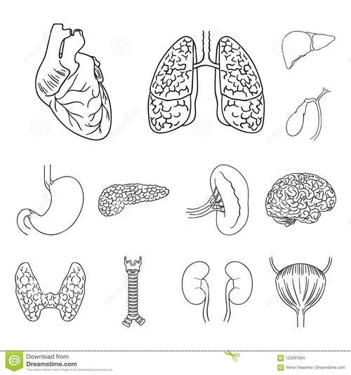 人的身体内脏简笔画