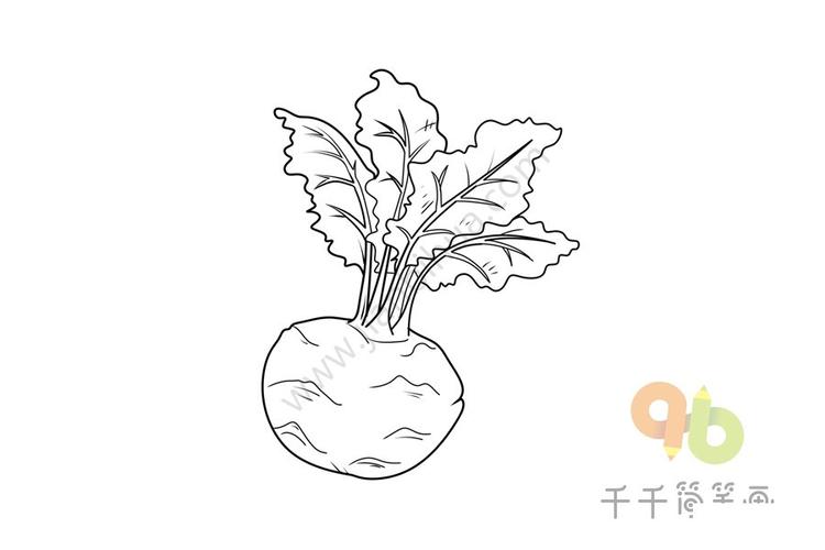 大头菜简笔画