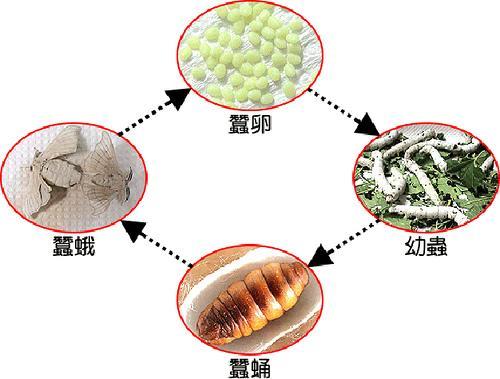 蚕的一生ppt用简笔画出蚕的一生蚕的演变过程 图蚕的一生图片简笔画