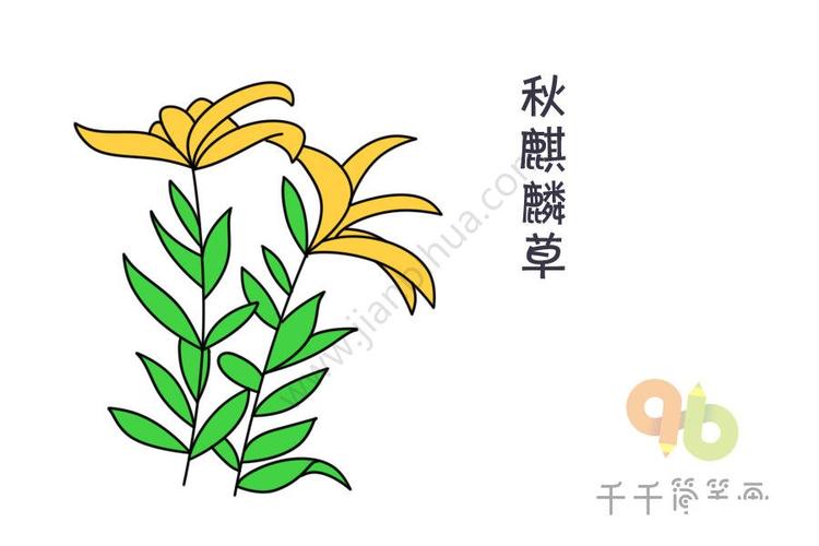 两棵美丽的秋麒麟草-儿童简笔画大全