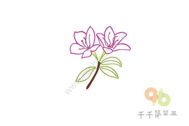 今天来和小编一起画杜鹃花简笔画吧 杜鹃花怎么画简笔