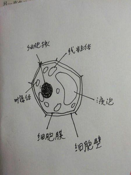 植物细胞模式简笔画