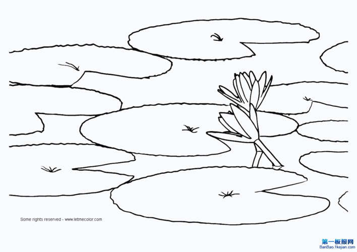 睡莲简笔画waterlily