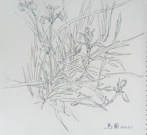 马兰花怎样画简笔画 第3页