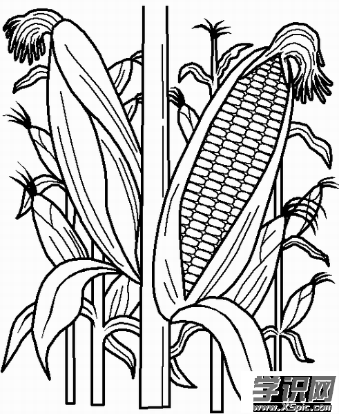 爱好 学画画 简笔画    玉米用作饲料食物和工业原料在许多地区作为