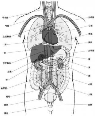 身体图案简笔画