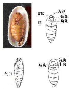 蝴蝶从蛹到蝶简笔画