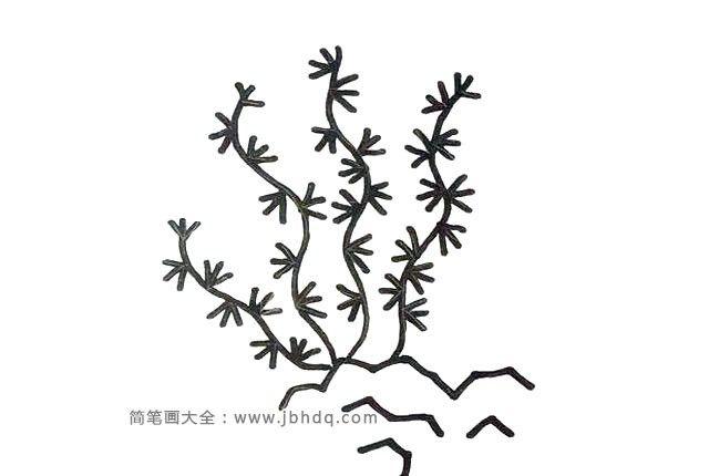 6张海洋植物简笔画图片