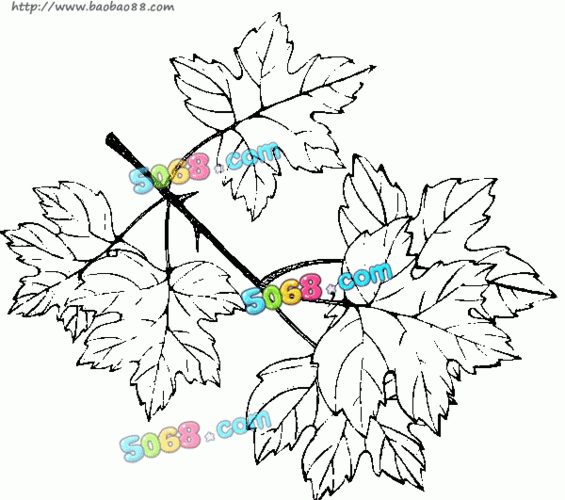 深秋的枫叶植物简笔画图片大全