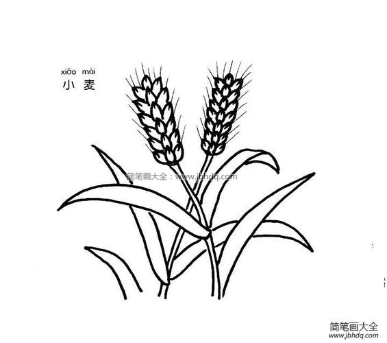 小麦简笔画