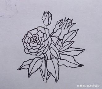 简笔画素材之月季花月季花的画法家长们快来给孩子