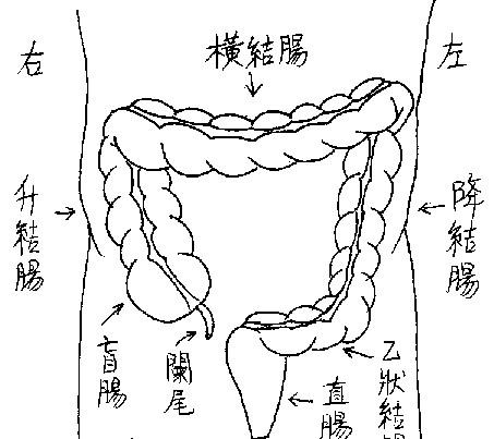 结肠简笔画