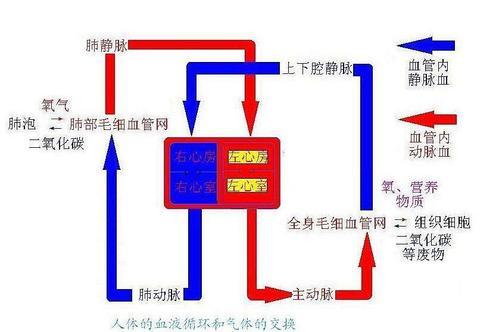 体循环和肺循环的简笔画