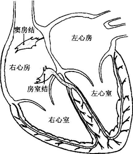 心脏的简笔画