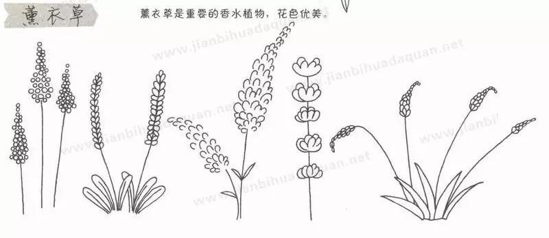 简笔画教程儿童植物简笔画大全上