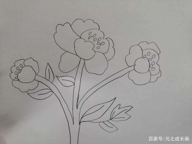 漂亮的牡丹花儿童彩铅简笔画