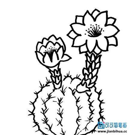 关于植物的画简笔画百度