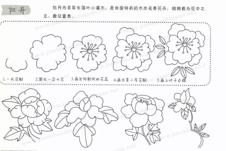 简笔画教程儿童植物简笔画大全上