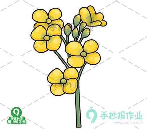 春天樱花油菜花简笔画合集美好春日与樱花油菜花来个约会