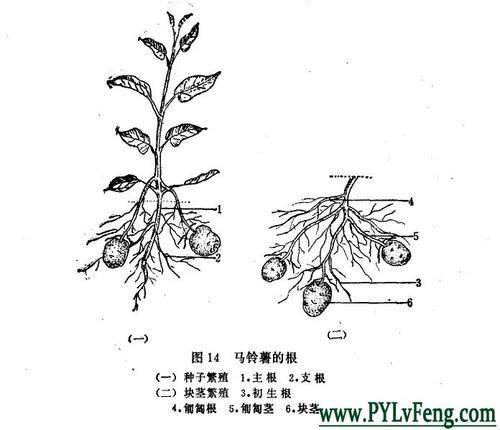 直根简笔画