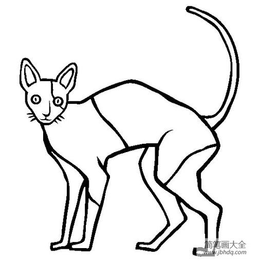 猫咪图片柯尼斯卷毛猫简笔画