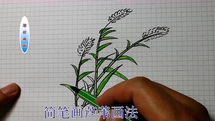 简笔画儿童画教程十六芦苇的画法