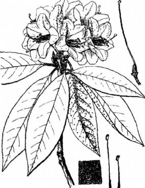 杜鹃山茶花简笔画