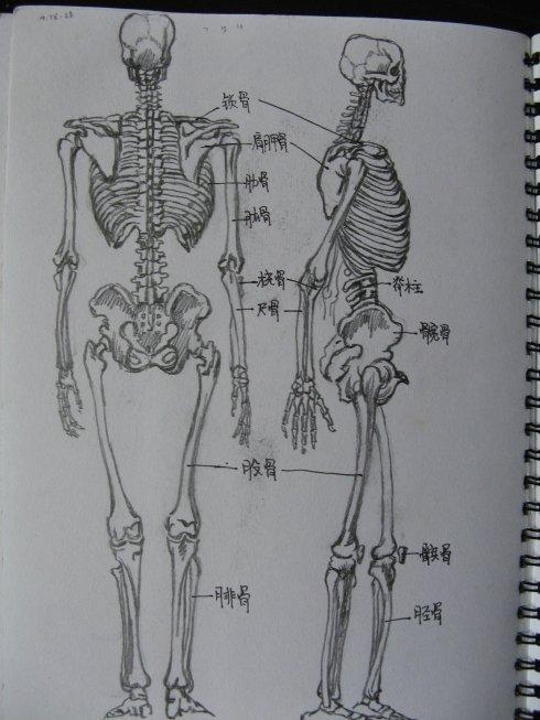 骨骼背面简笔画