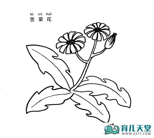 苦菜花简笔画图片花朵简笔画教案