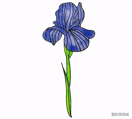 4继续给鸢尾花的茎涂上颜色给花茎涂上绿色简单的鸢尾花简笔画就